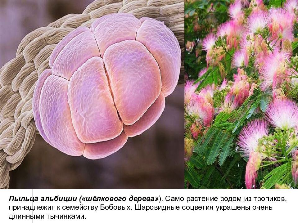 Пыльца растений является. Пыльцевые зерна растений атлас. Пыльца растений под микроскопом. Пыльца насекомоопыляемых растений под микроскопом. Пыльца деревьев под микроскопом.