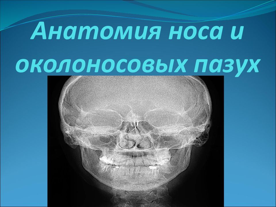 Презентация анатомия носа и околоносовых пазух