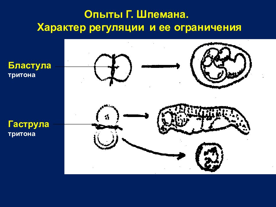 Молекулярно-генетические механизмы постэмбрионального онтогенеза. Опыты Шпемана на зародышах Тритона. Опыт Шпемана на тритонах.