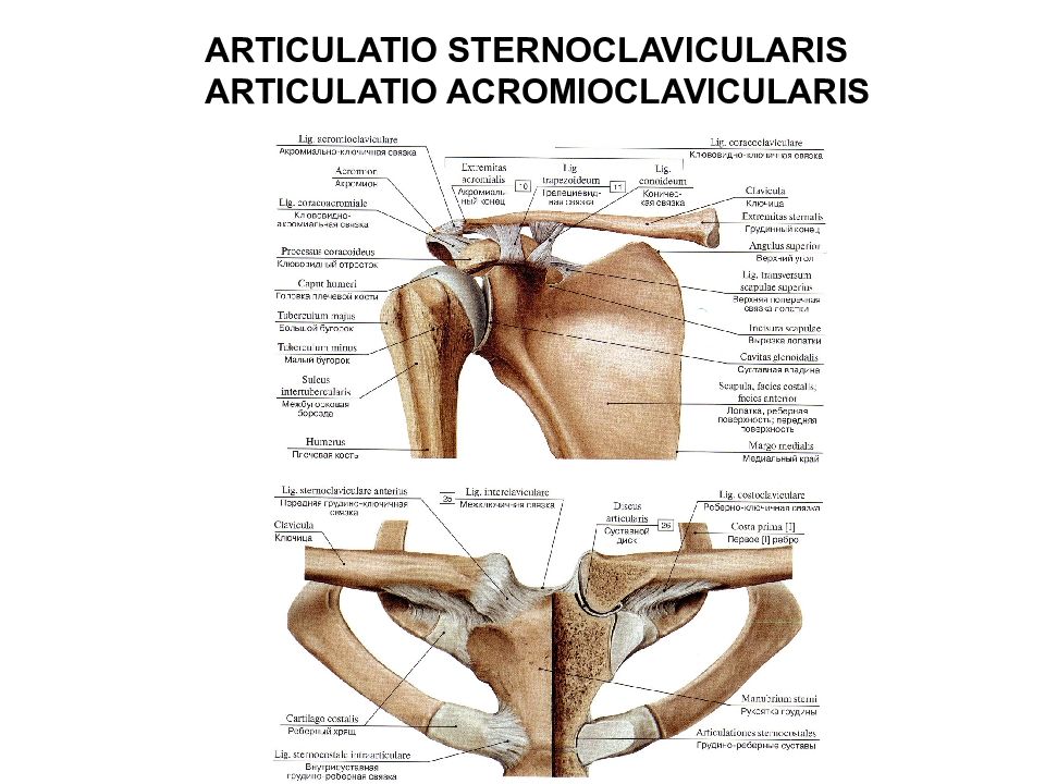 Соединения пояса. Соединения костей пояса верхней конечности. Acromioclavicularis. Articulatio sternoclavicularis. Articulatio acromioclavicularis.