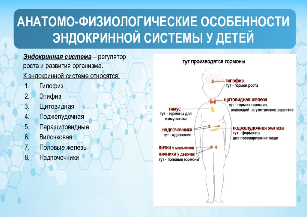 Возрастные особенности желез внутренней секреции презентация