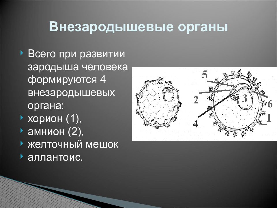 Эмбриональное развитие презентация