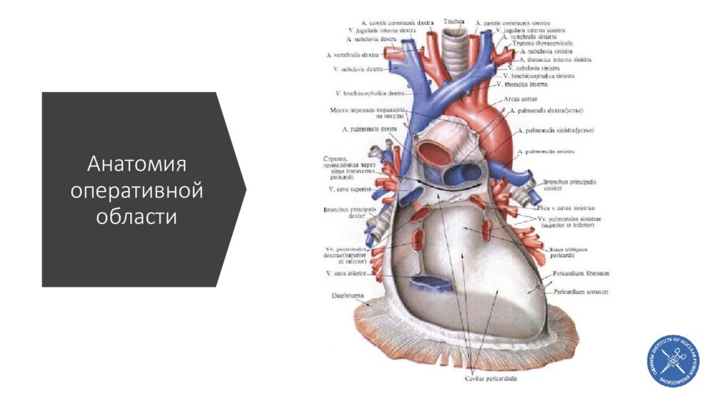 Оперативная анатомия