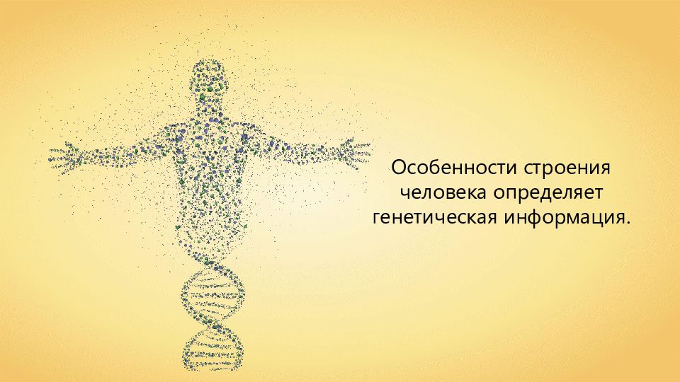 Особенности размножения человека 8 класс презентация