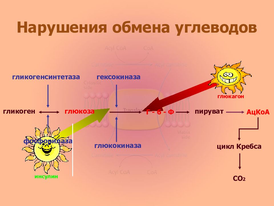 Углеводный обмен. Нарушение обмена углеводов. Нарушения углеводного обмена схема. Нарушение метаболизма углеводов. Нарушения углеводного обмена патофизиология схема.