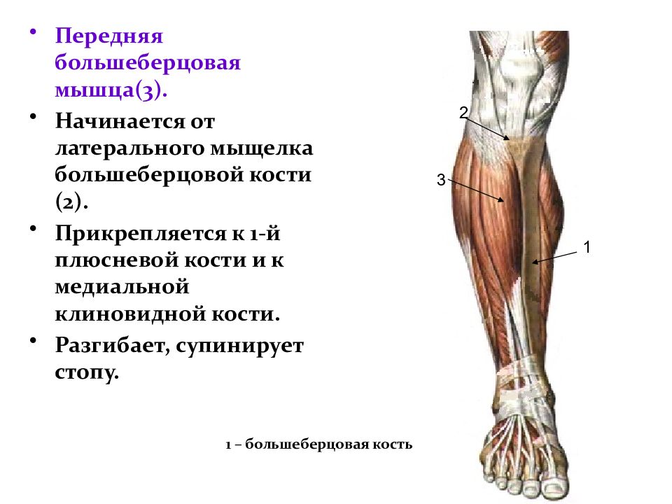 Мышцы голени презентация