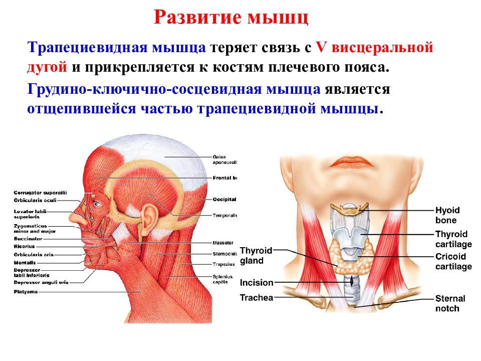 Грудино ключично сосцевидная мышца