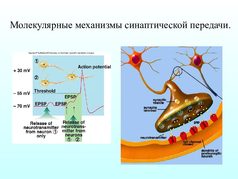 Опишите общую схему возникновения и проведения нервного импульса