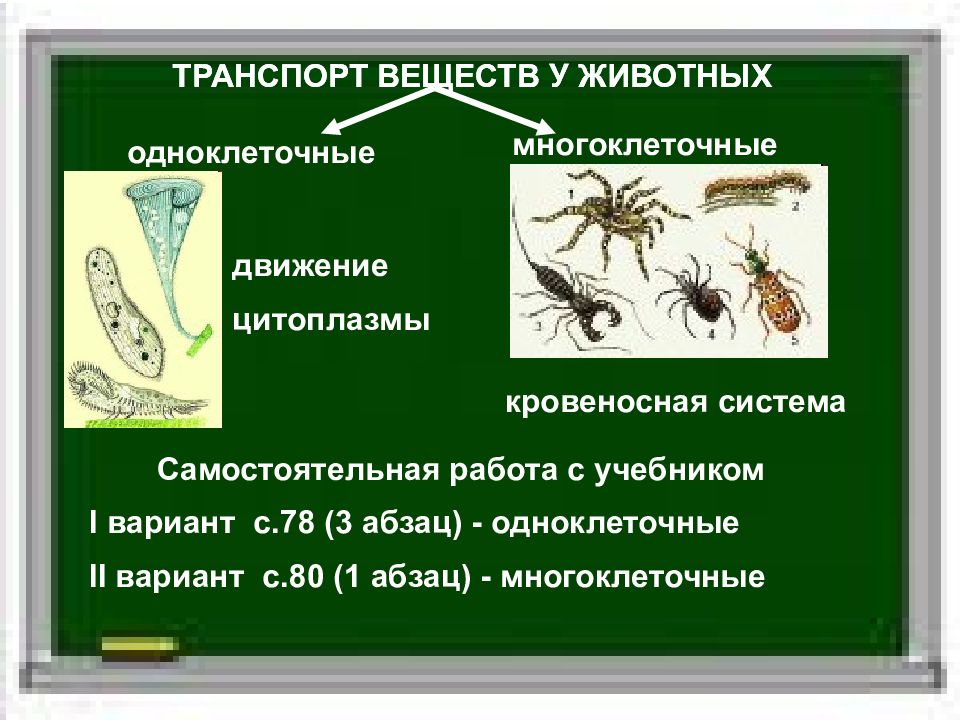 Какова роль в жизни одноклеточных и многоклеточных. Транспорт веществ у животных. Передвижение веществ у животных. Передвижение веществ у многоклеточных животных. Транспортировка веществ у животных.