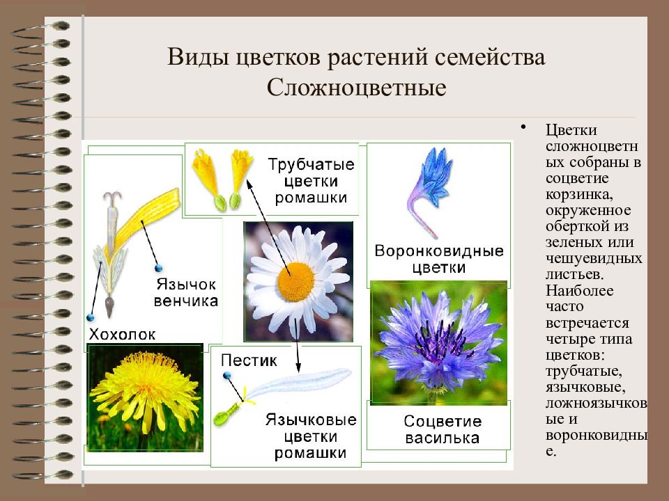 Укажите жизненную форму большинства сложноцветных. Язычковые цветки семейства Сложноцветные. Типы цветков сложноцветных. Цветы семейства Сложноцветные астровых. Соцветие сложноцветных растений.