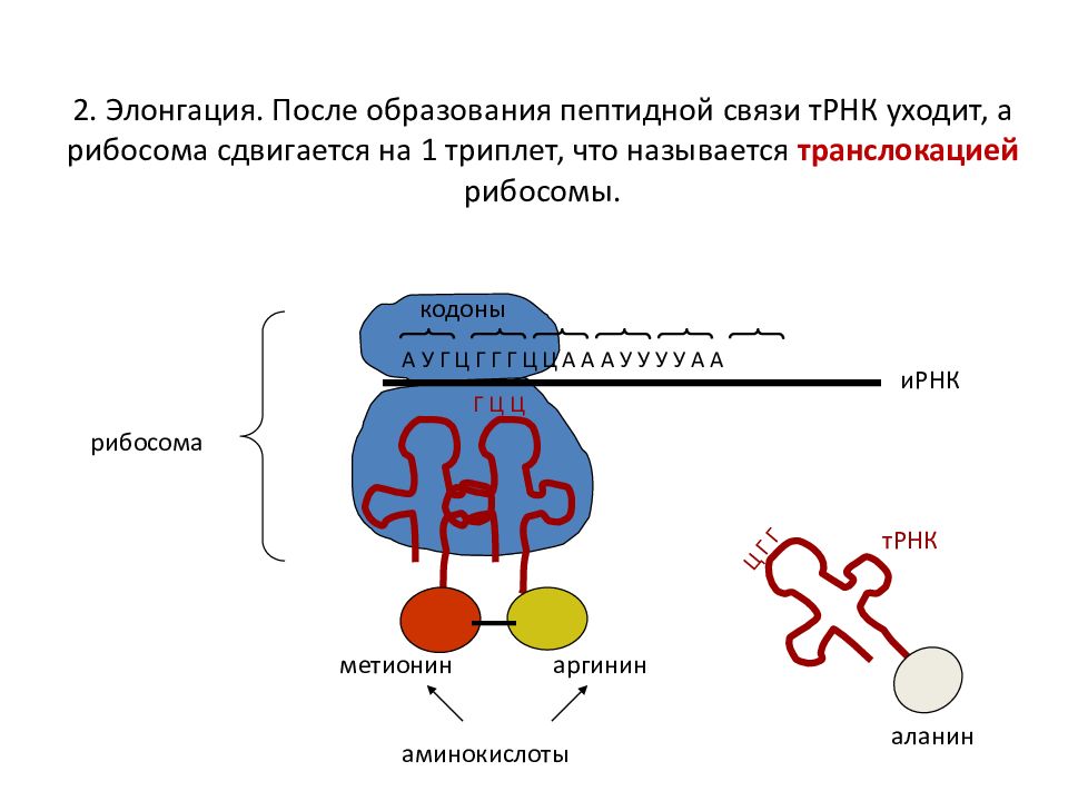 Рибосомы содержат рнк. Процессинг Биосинтез белка. Биосинтез белка транскрипция процессинг. Элонгация биосинтеза белка. Трансляция МРНК.