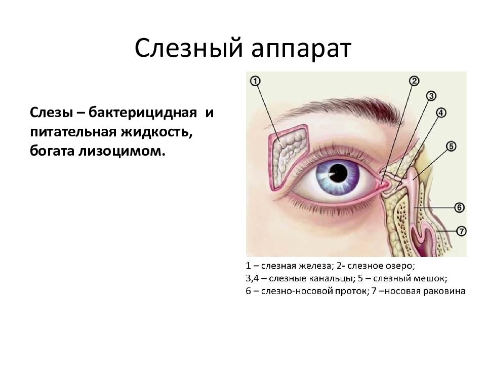 Слезная железа относится к железам. Строение слезных канальцев. Анатомия глаза слезный мешок. Слезоотводящий аппарат глаза строение.