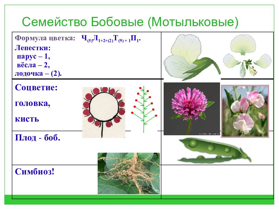 Схема семейства мотыльковых