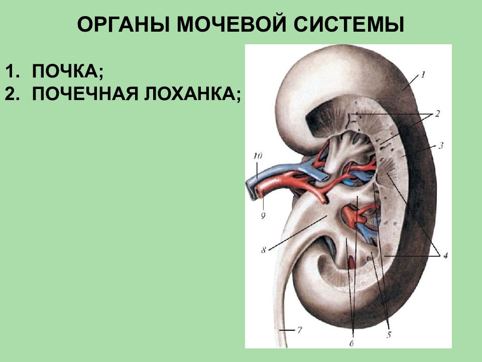 Анатомия мочевой системы презентация