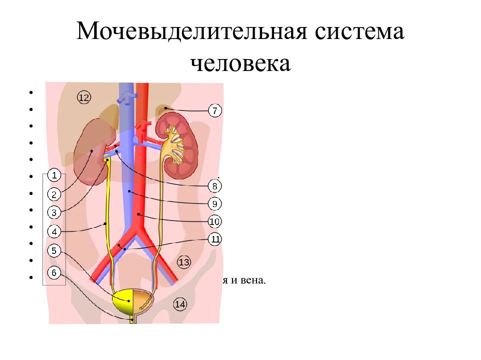 Строение органов мочевыделения схема