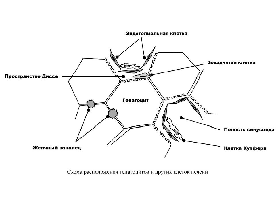 Строение клетки печени. Звездчатые клетки печени. Схема строения печени и гепатоцита. Строение гепатоцитов печени. Печеночная клетка строение.