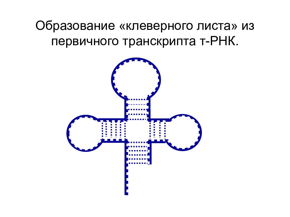 Акцепторный участок ТРНК процессинг. В результате какого процесса образуется ТРНК. Структура управления клеверный лист.