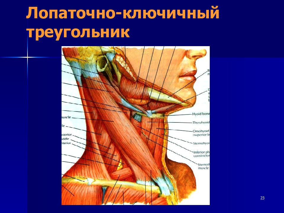 Лопаточно ключичный треугольник