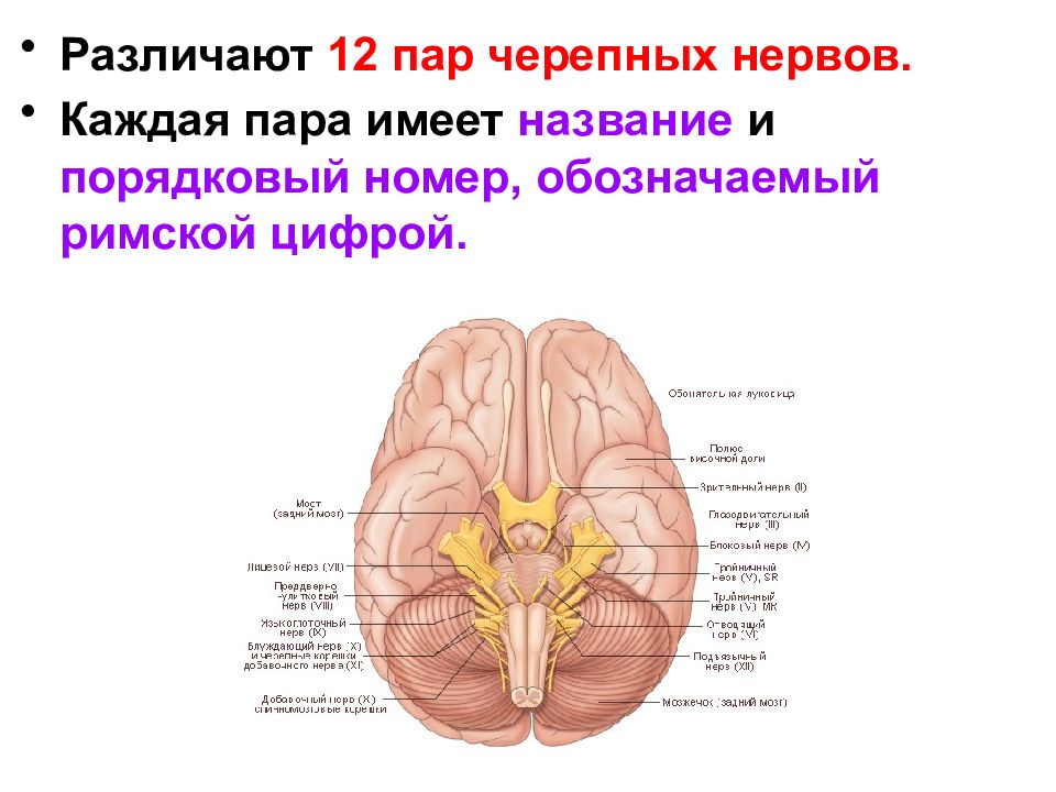 12 пар черепных нервов презентация