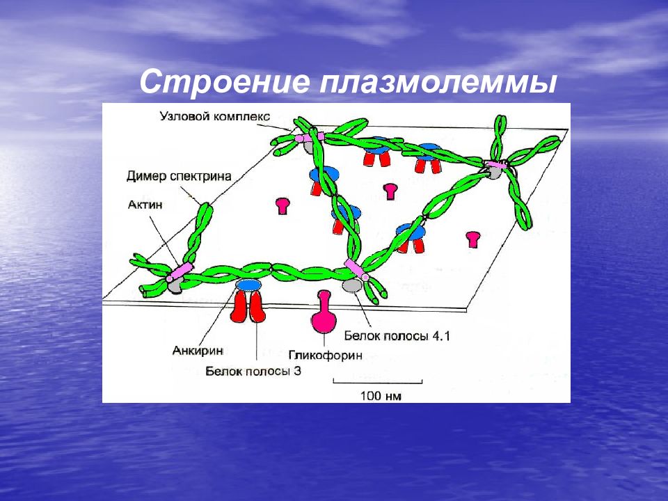 Строение плазмолеммы. Спектрин актин. Узловые комплексы.