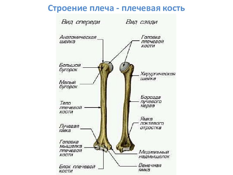 Плечевая анатомия