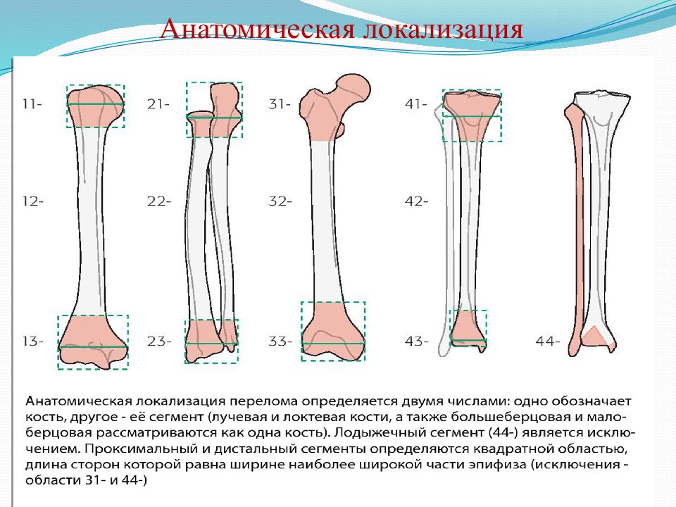 Трубчатые кости лучевая