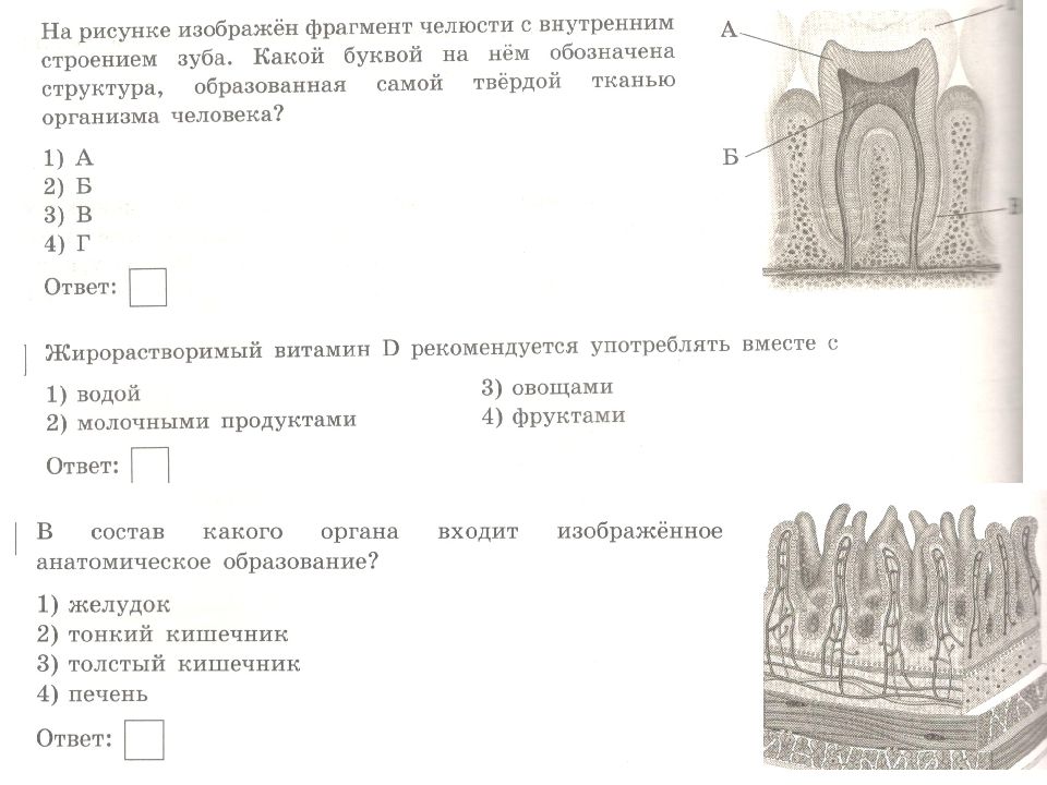 На рисунке изображен фрагмент. На рисунке изображено строение зуба. Состав какого органа входит изображенное Анатомическое образование. Челюсть человека внешнее строение внутреннее строение. Фрагмент внутреннего строение.