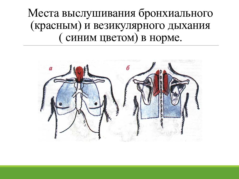 инструменты для аускультации животных. инструмент для выслушивания сердца органов дыхания. инструмент для выслушивания сердца органов дыхания. аускультация сердца проекция клапанов. инструмент для выслушивания сердца органов дыхания.