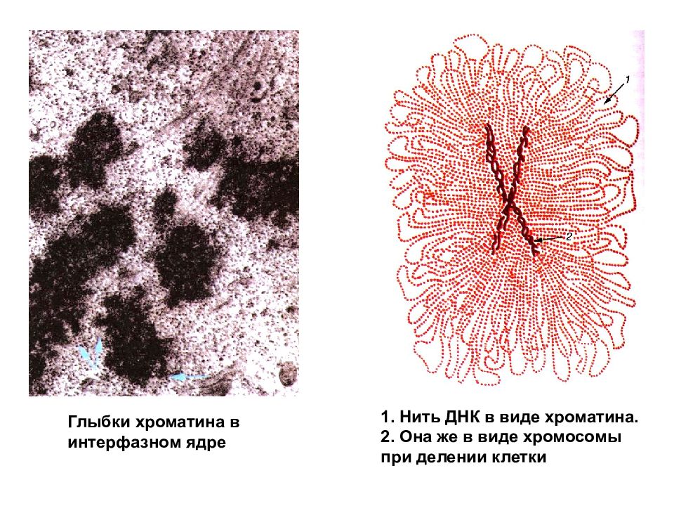 2 хроматина. Хроматиновые глыбки в ядре. Хроматин в ядре. Хроматин и хромосомы. Хроматина в интерфазном ядре.