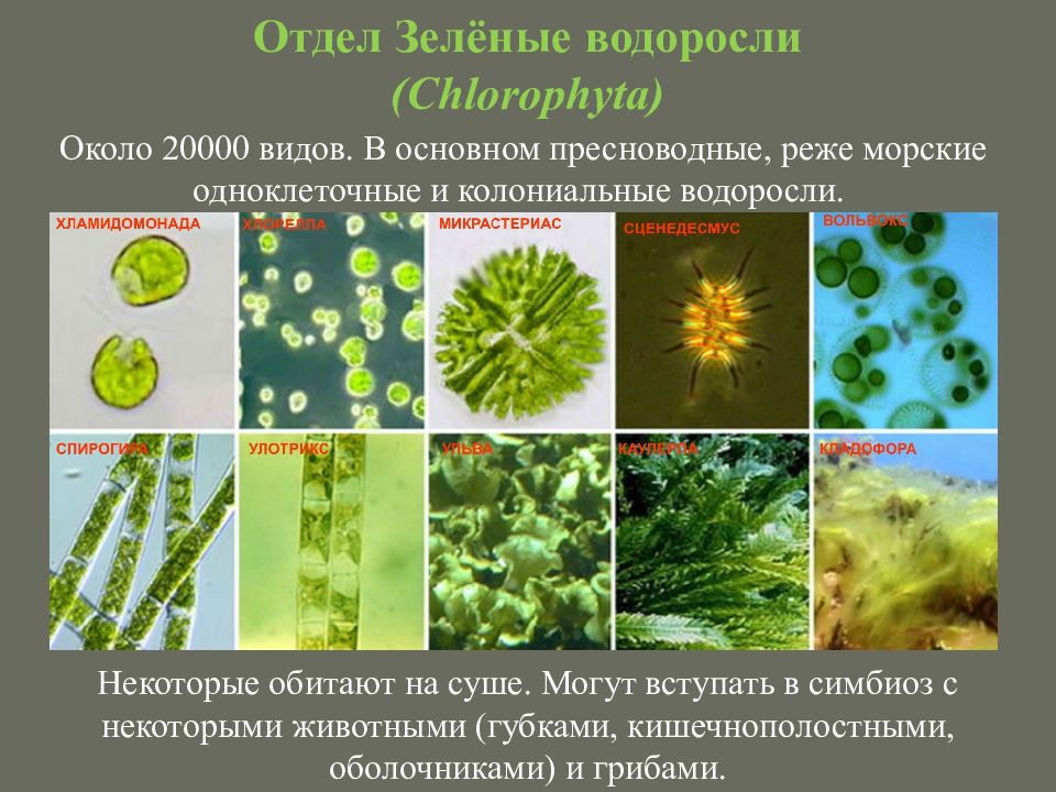Отдел зеленые водоросли представители. Chlorophyta отдел зелёные водоросли. Одноклеточные зеленые водоросли представители. Зелёные водоросли одноклеточные или многоклеточные. Колониальные водоросли и многоклеточные водоросли.