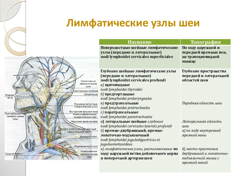 Лимфоузел в мышце. Лимфатическая система шеи топографическая анатомия. Лимфатическая система головы и шеи анатомия. Анатомия шейных лимфоузлы расположение.