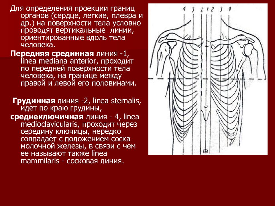 Введение в анатомию человека презентация