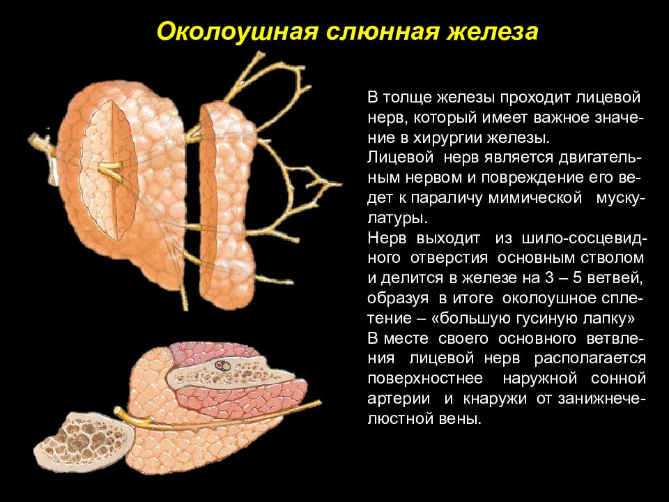 Область околоушной железы. Структура околоушной слюнной железы. Околоушная слюнная железа препарат анатомия. Паренхима околоушной слюнной железы содержит. Строение околоушной слюнной железы.