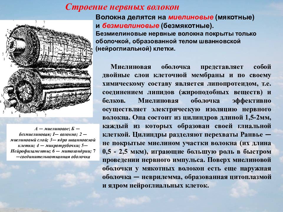 Строение волокон. Строение миелинового нервного волокна. Строение нервного волокна безмиелиновое волокно. Участки мякотных волокон в которых миелиновая. Строение мякотного нервного волокна.