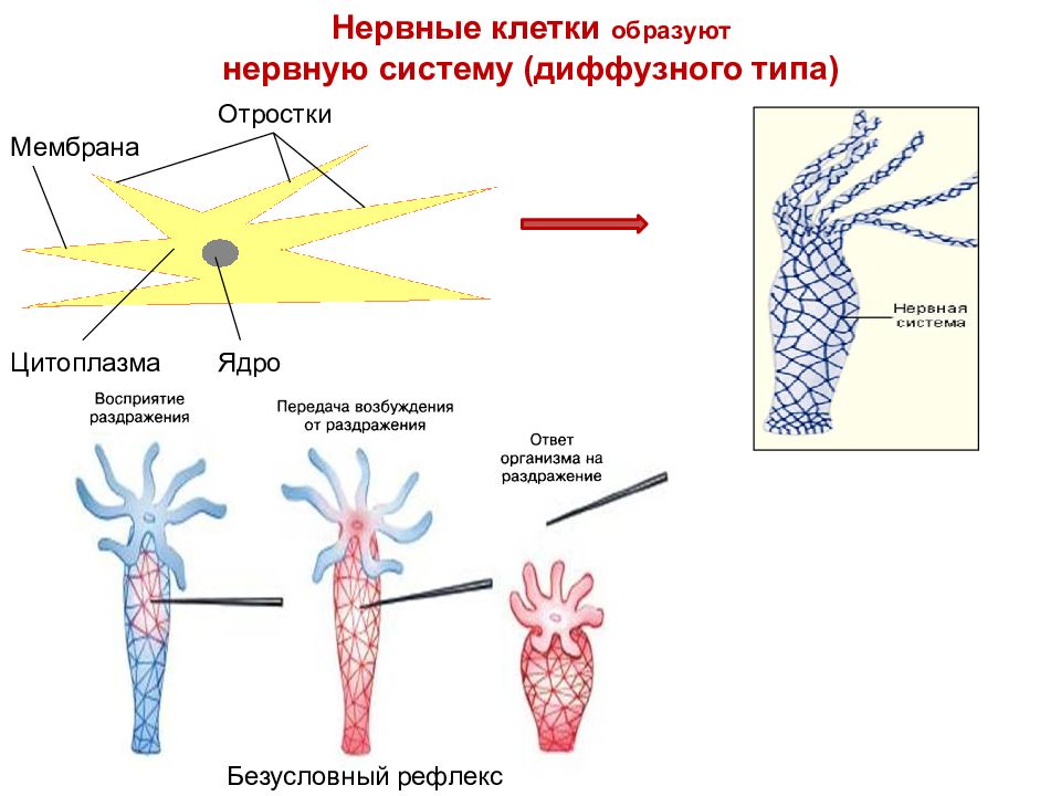 Диффузная нервная система характерна для животных типа