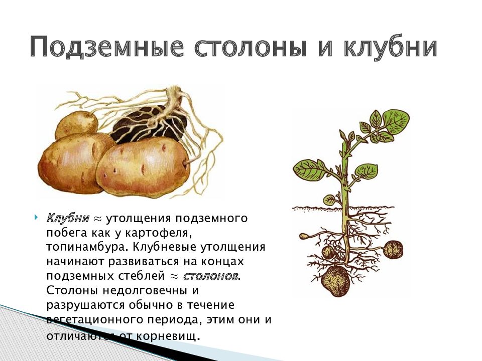 У картофеля образуются укороченные подземные побеги округлой. Клубень столон. Метаморфозы побега столон. Строение столона картофеля. Столоны у растений.