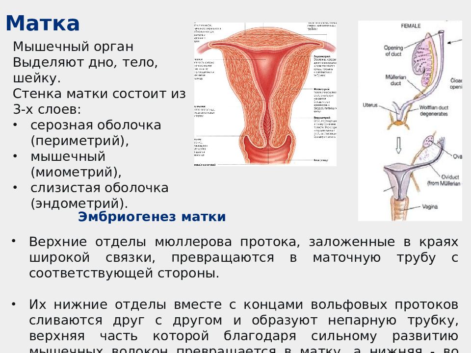 Развитие матки. Мышцы матки анатомия. Мускулатура матки. Эмбриогенез женской половой системы.