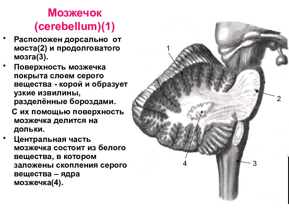 Задний мозг презентация анатомия