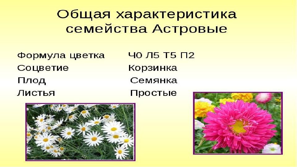 Семейства пасленовые и бобовые семейство сложноцветные 6 класс презентация