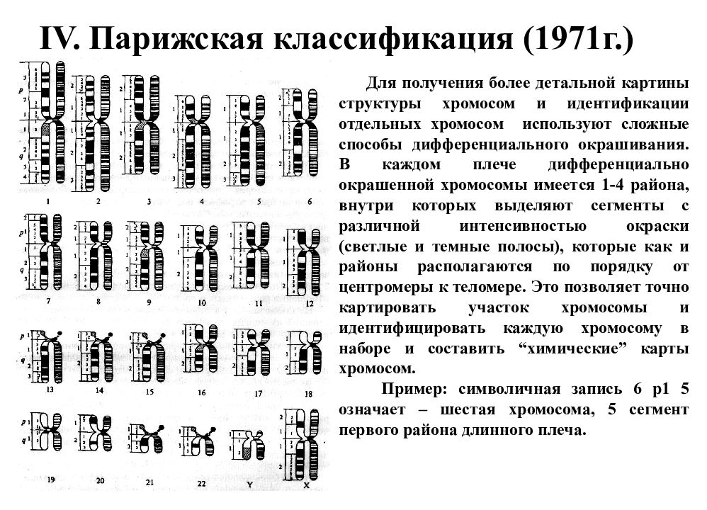 Характеристика хромосом. Парижская классификация хромосом. Парижская номенклатура хромосом. Денверская и Парижская классификация хромосом человека. Парижская номенклатура хромосом человека.