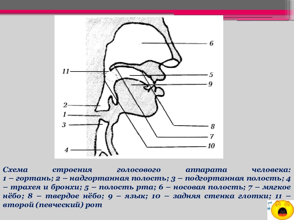 Строение голосового аппарата для детей схема