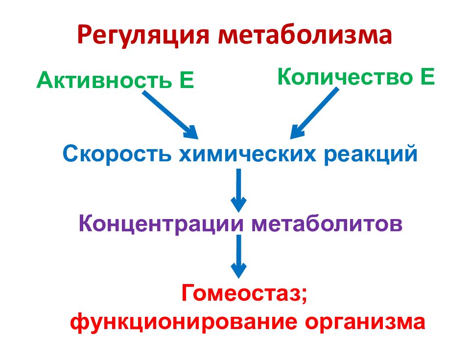 Регуляция обмена. Механизмы регуляции обменных процессов. Регуляция метаболизма биохимия. Регуляция основного обмена веществ.