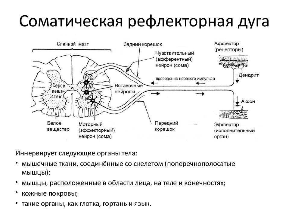 Зарисовать схему двигательной единицы обозначить структурные компоненты