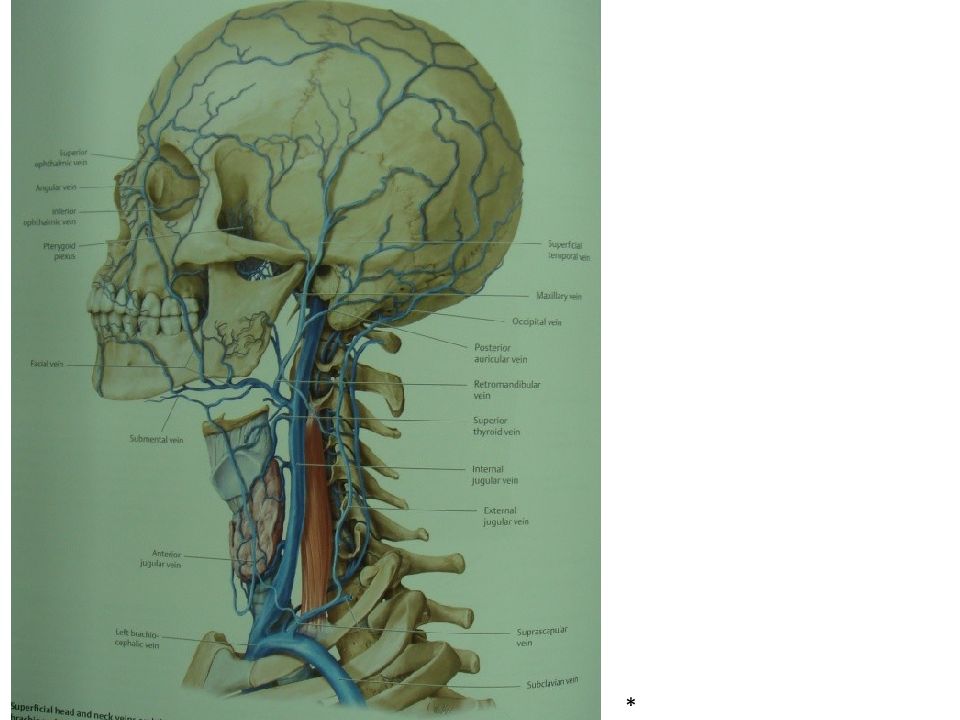 Верхние вены мозга. Вены головы и шеи анатомия Синельников. Вены головы Синельников. Вены головы и шеи верхняя полая Вена.