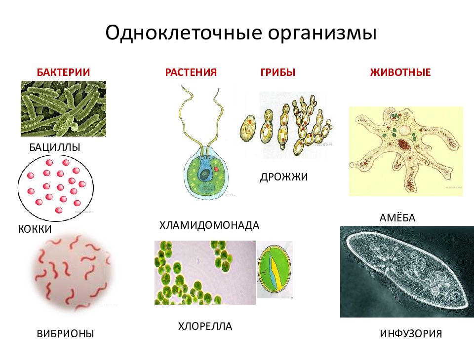 Одноклеточные организмы 5 класс презентация