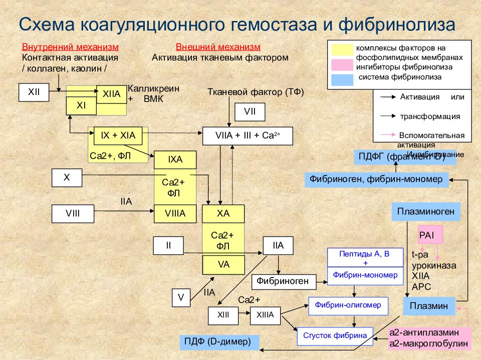 Схема активации свертывающей системы крови