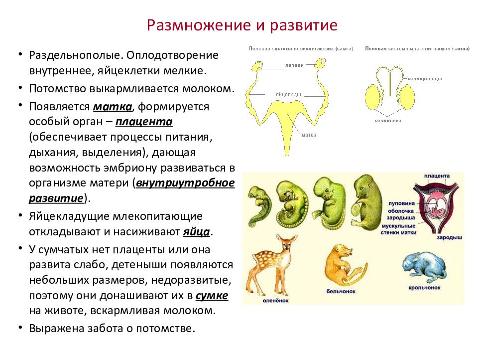 Класс млекопитающие или звери презентация 7 класс пасечник