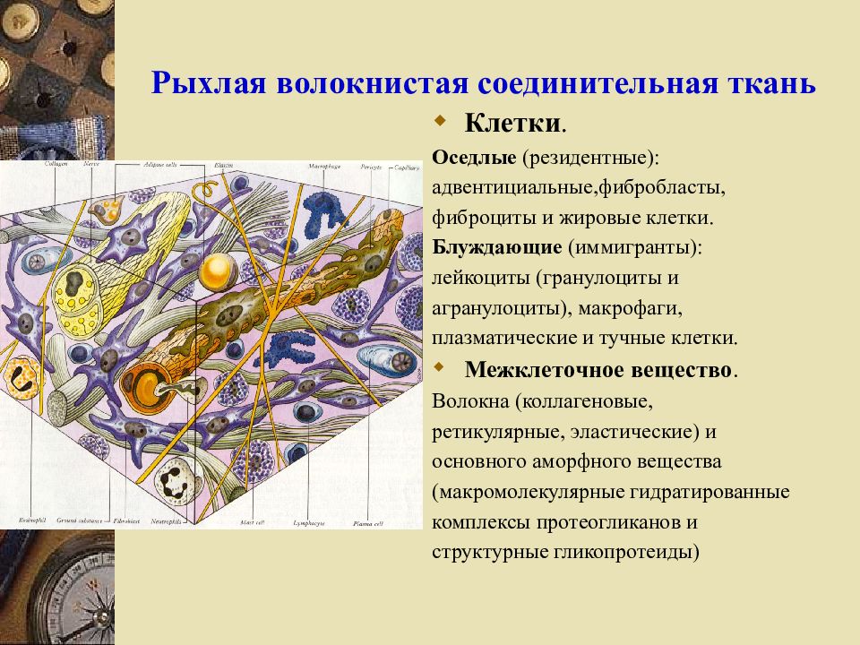 Компоненты тканей. Клетки рыхлой волокнистой соединительной ткани. Основные клетки рыхлой волокнистой соединительной ткани. Клеточный состав рыхлой волокнистой соединительной ткани. Тип клеток рыхлой соединительной ткани.