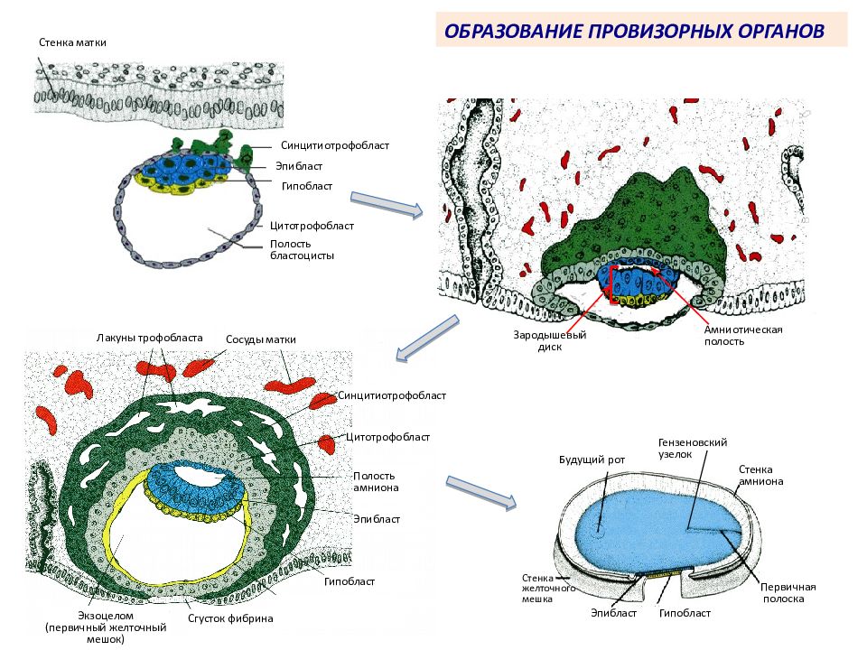 Эмбриогенез человека гистология презентация