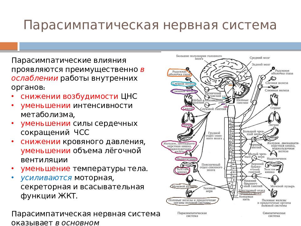 Уменьшает вентиляцию легких симпатическая или парасимпатическая. Парасимпатическая система. Парасимпатическая нервная система функции. Гормоны парасимпатической нервной системы.